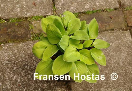 Hosta Gosan Mina